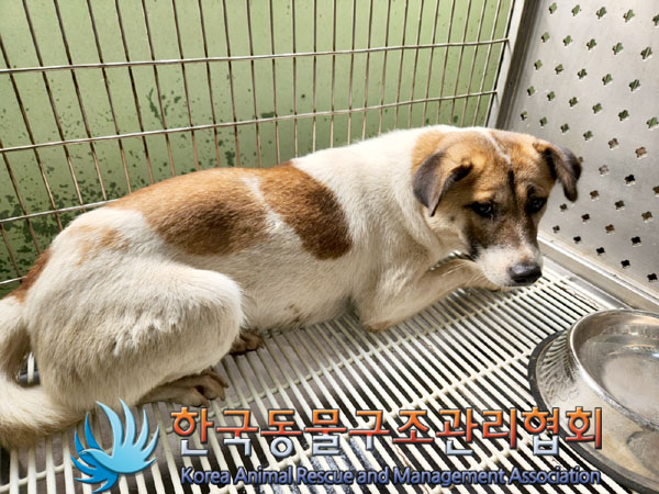 한국동물구조관리협회_441409202301183